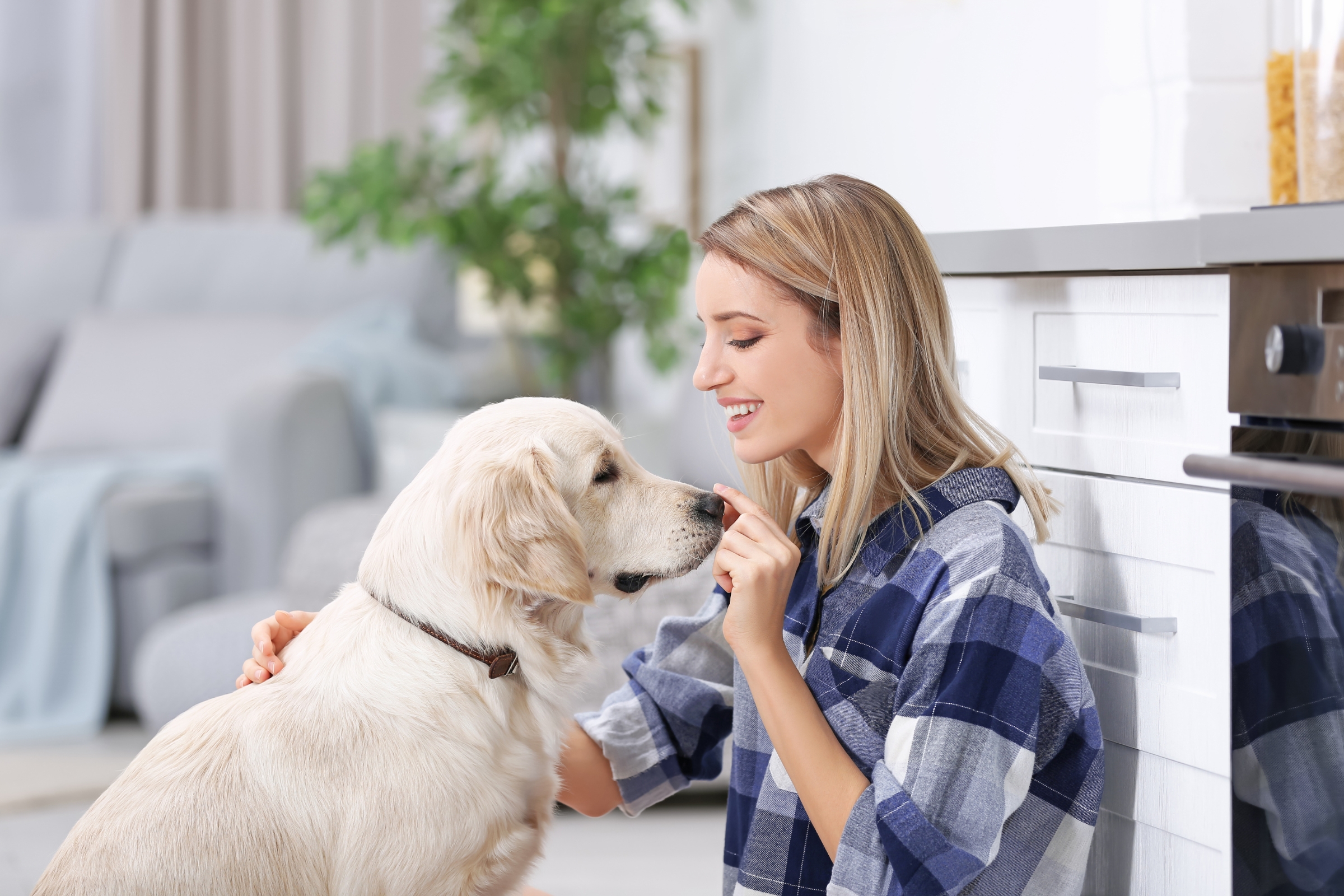 Pet-Friendly DIY Home Security Solutions for Your Home